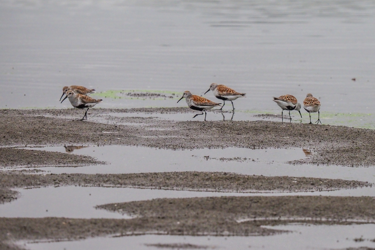 f:id:battorisassa:20210520164445j:plain