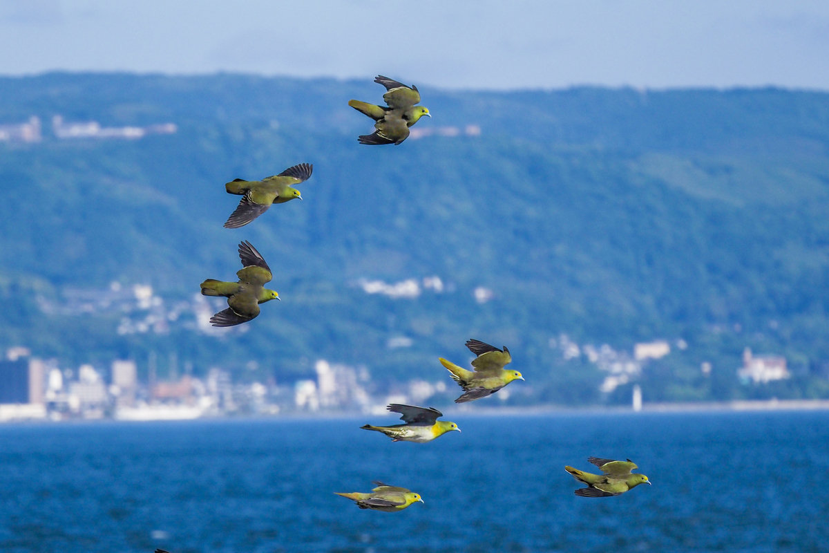 f:id:battorisassa:20210530072455j:plain