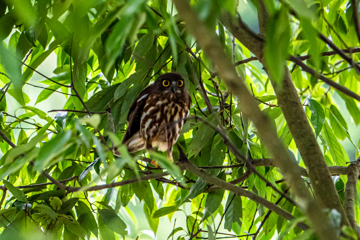 f:id:battorisassa:20210607062854j:plain