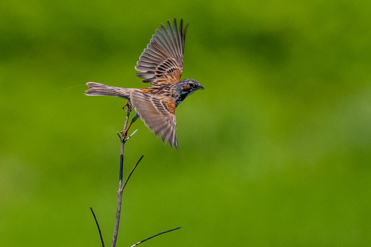 f:id:battorisassa:20210623064203j:plain