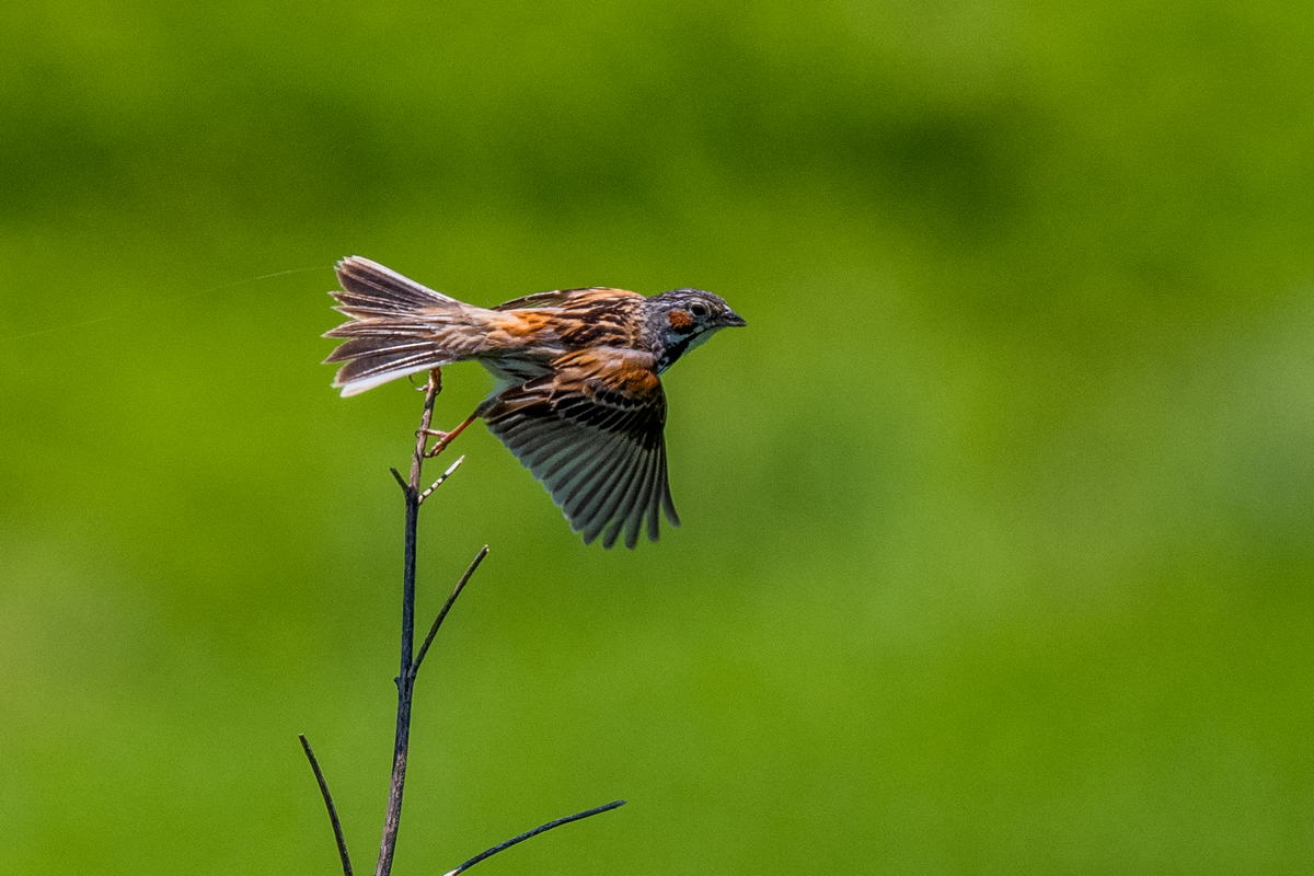 f:id:battorisassa:20210623064216j:plain