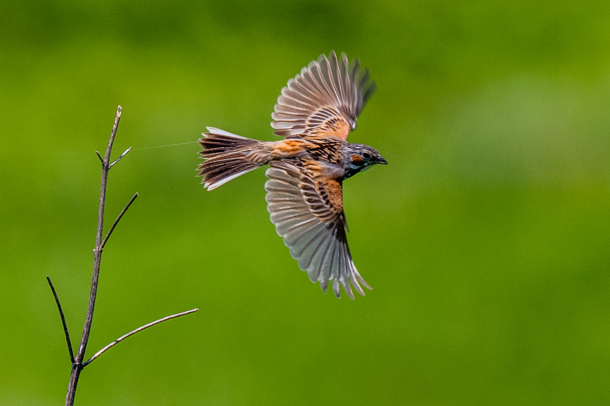 f:id:battorisassa:20210623064300j:plain