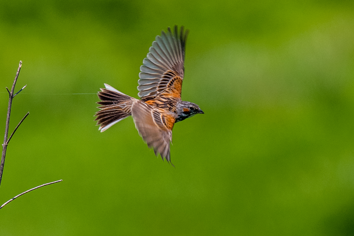 f:id:battorisassa:20210623064314j:plain