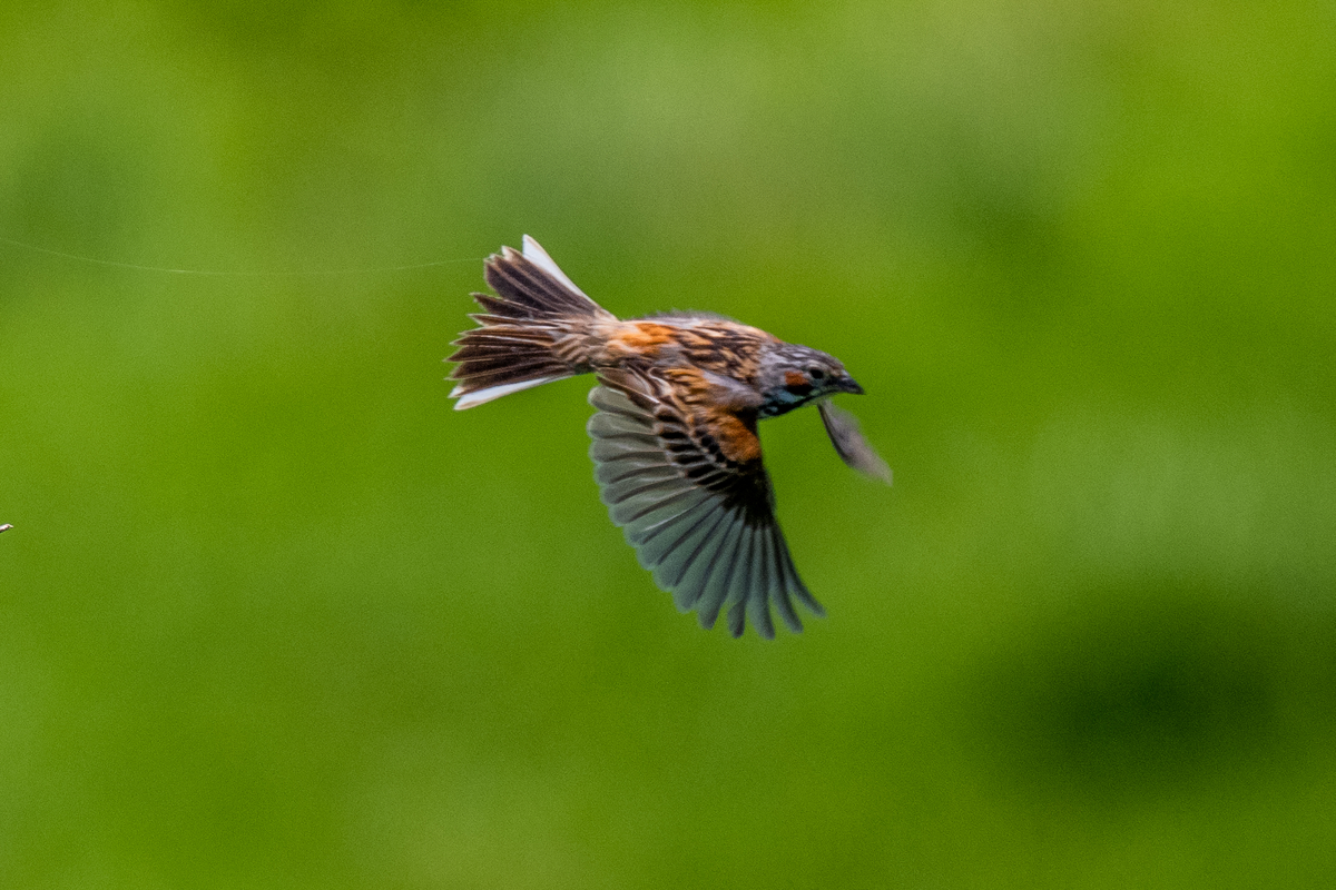 f:id:battorisassa:20210623064328j:plain