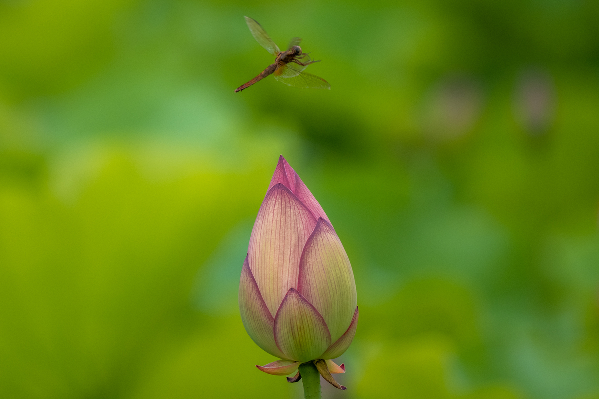 f:id:battorisassa:20210731091604j:plain