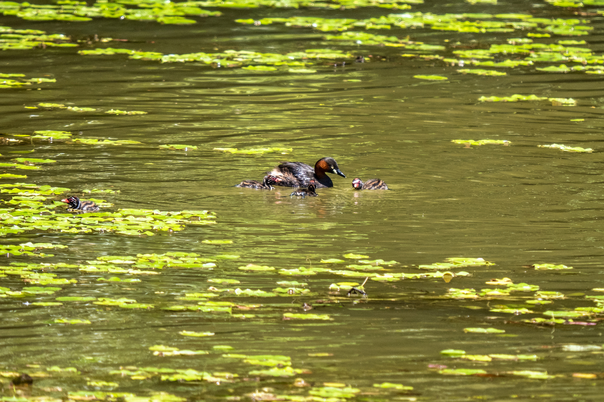 f:id:battorisassa:20210801184007j:plain