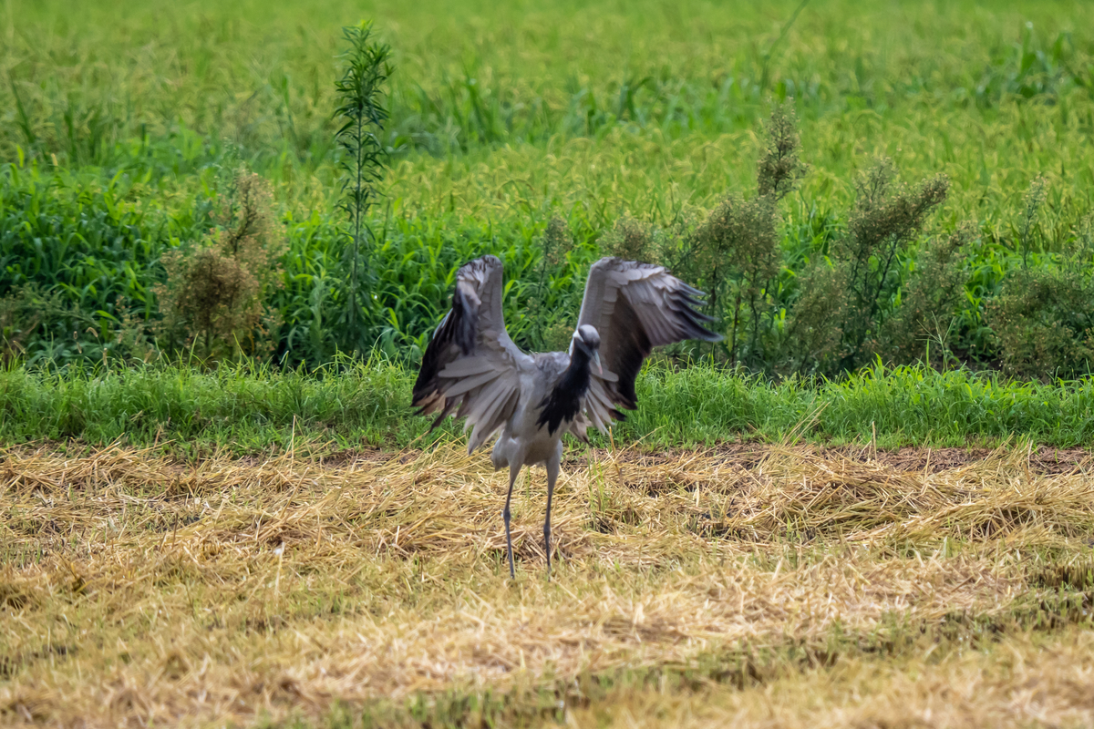f:id:battorisassa:20210824145742j:plain