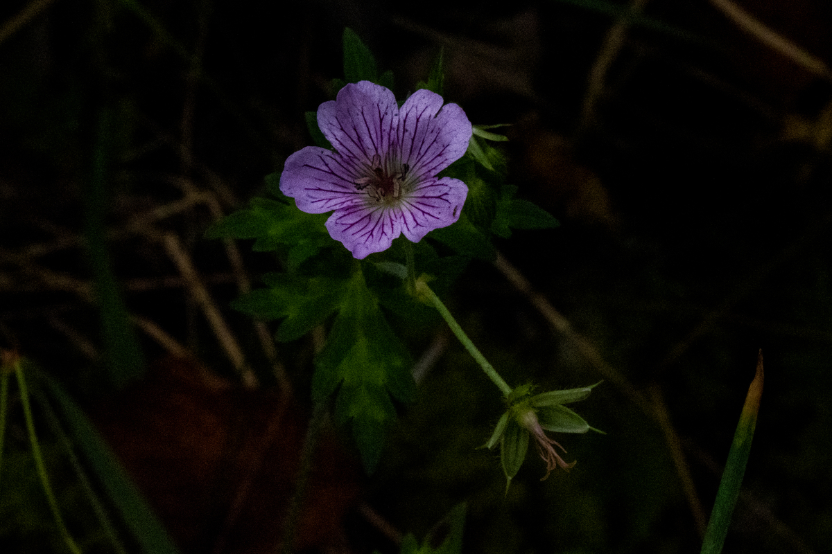 f:id:battorisassa:20210908195658j:plain