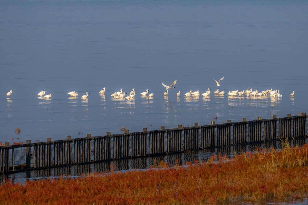 f:id:battorisassa:20211108212825j:plain