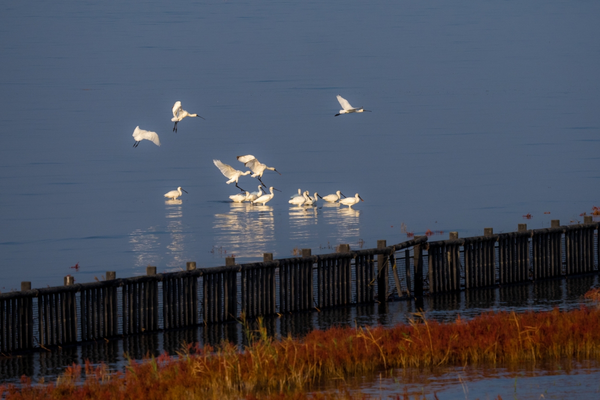 f:id:battorisassa:20211108212844j:plain