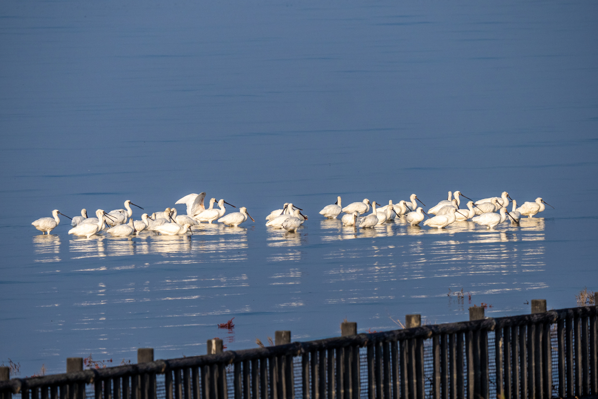 f:id:battorisassa:20211108212858j:plain