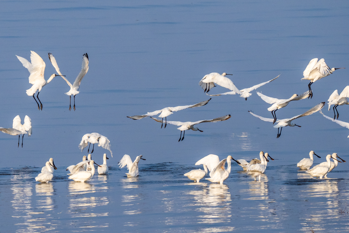 f:id:battorisassa:20211108212919j:plain