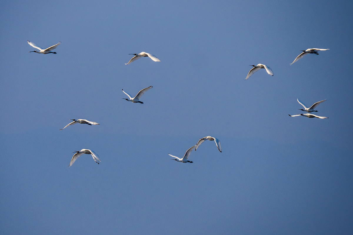 f:id:battorisassa:20211108212934j:plain