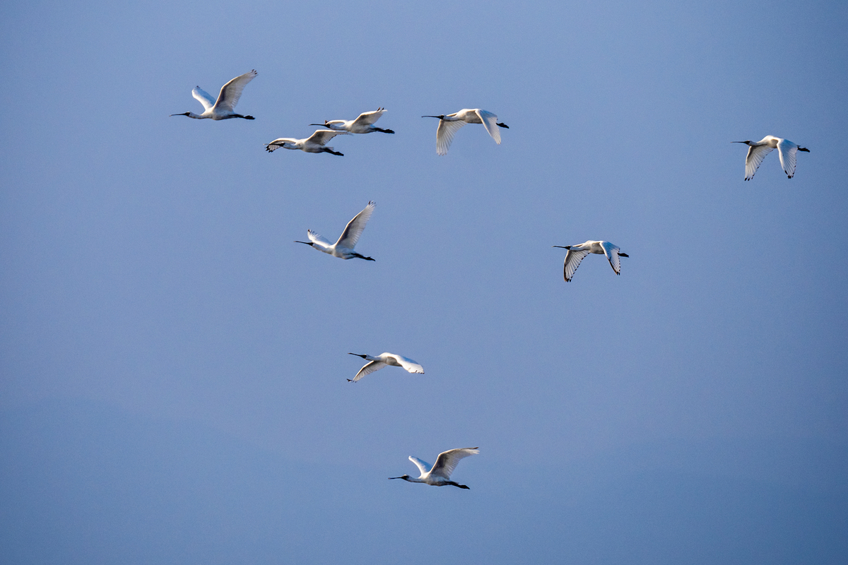 f:id:battorisassa:20211108212957j:plain