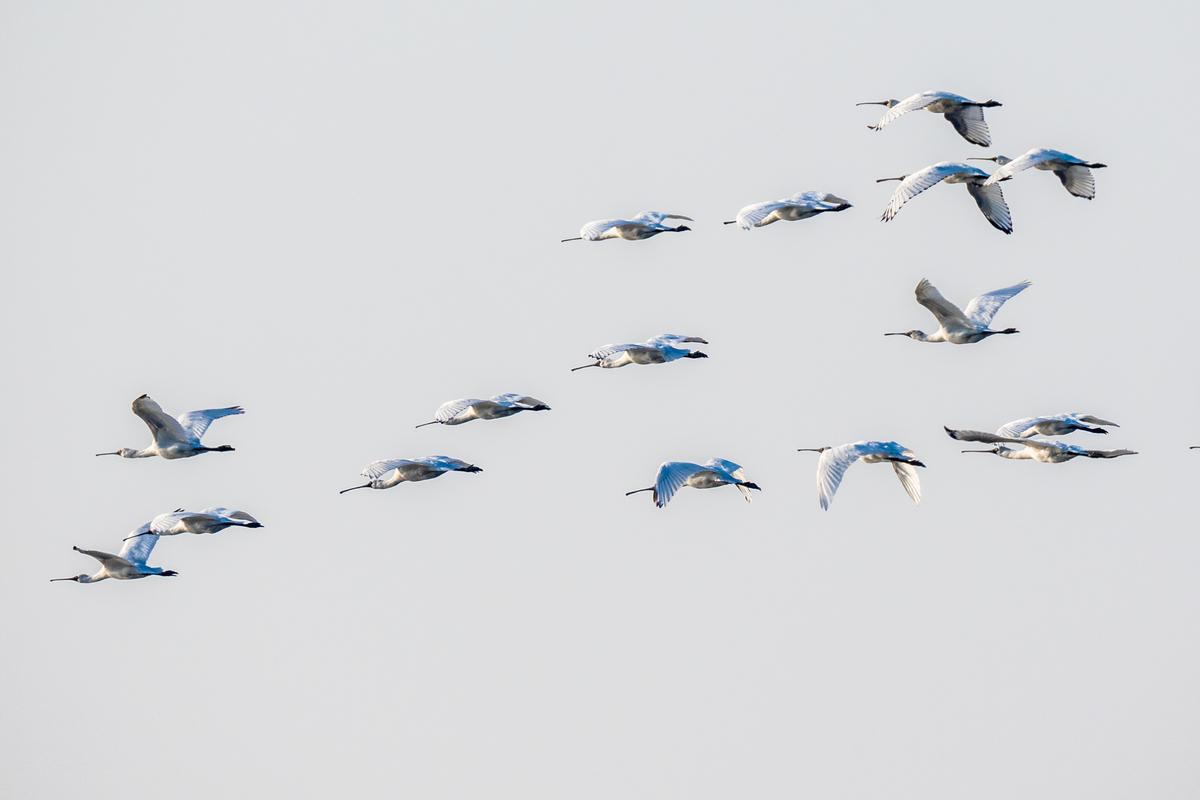 f:id:battorisassa:20211108213034j:plain