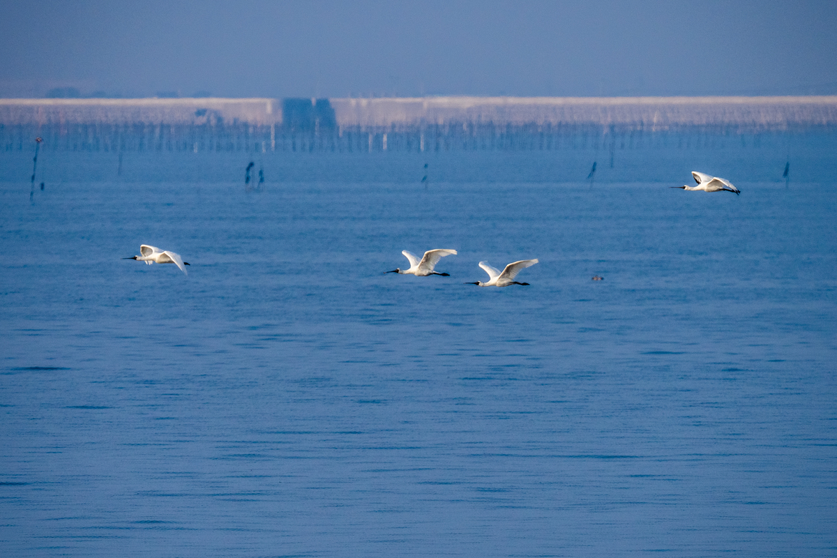 f:id:battorisassa:20211108213109j:plain