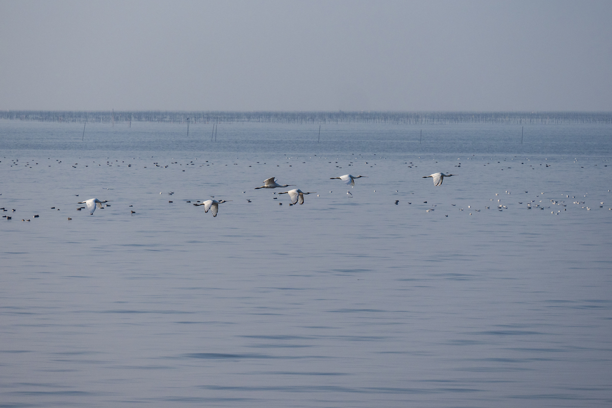 f:id:battorisassa:20211108213127j:plain