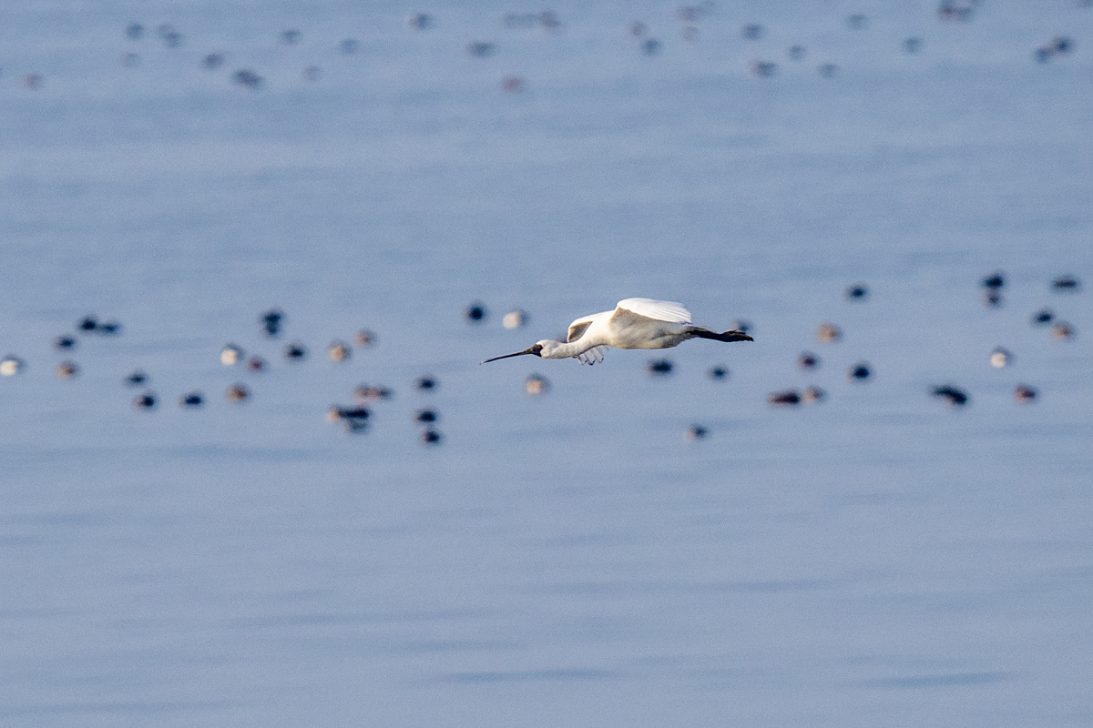 f:id:battorisassa:20211108213140j:plain