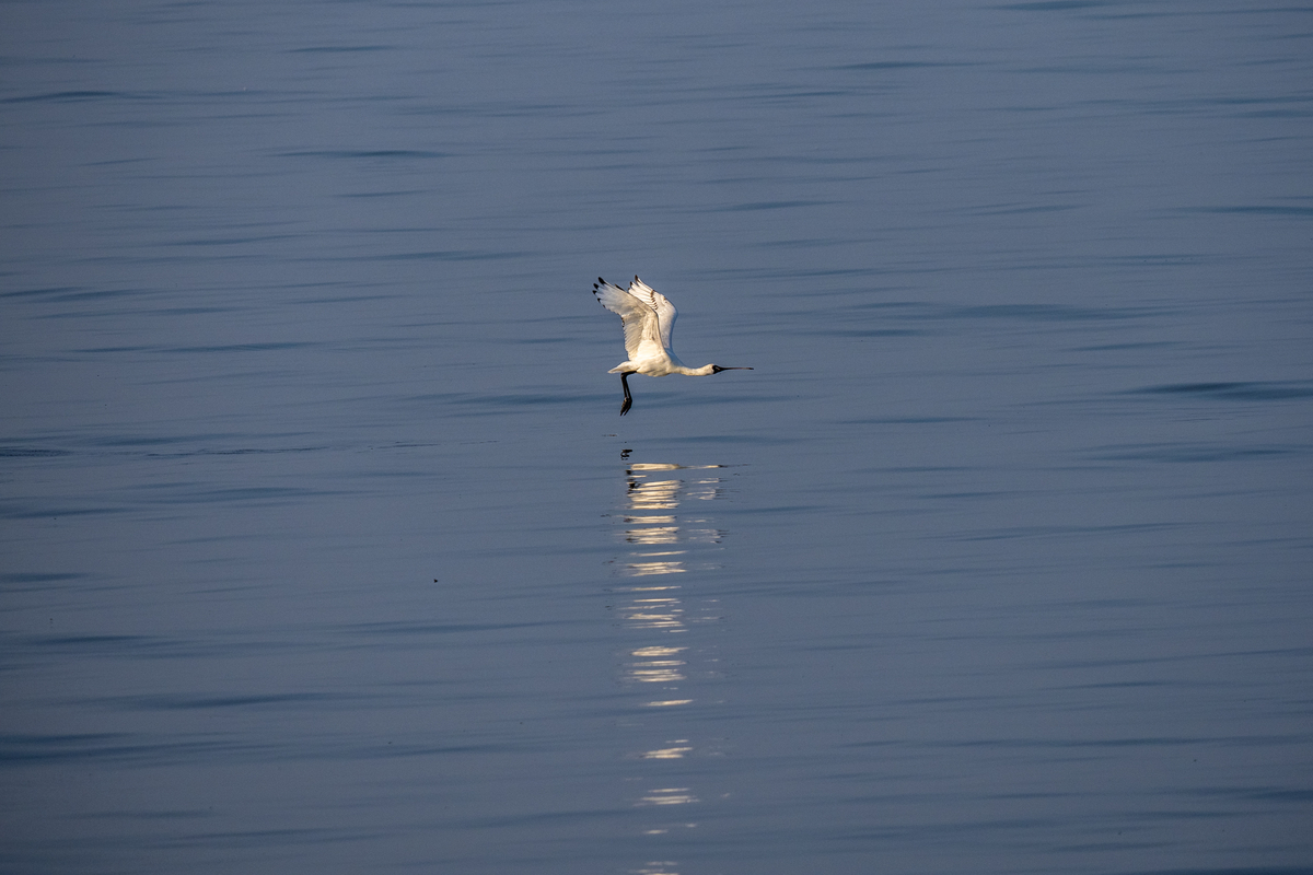 f:id:battorisassa:20211108213153j:plain