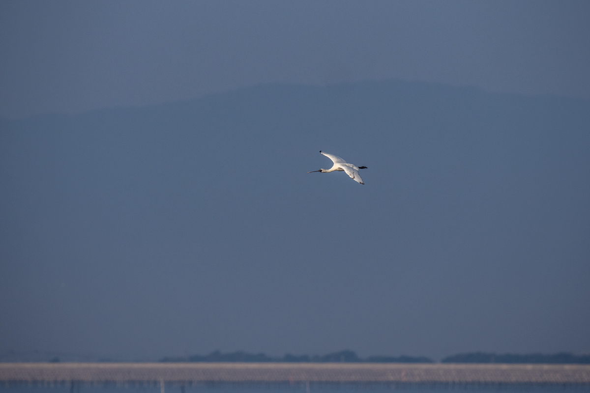 f:id:battorisassa:20211108213208j:plain