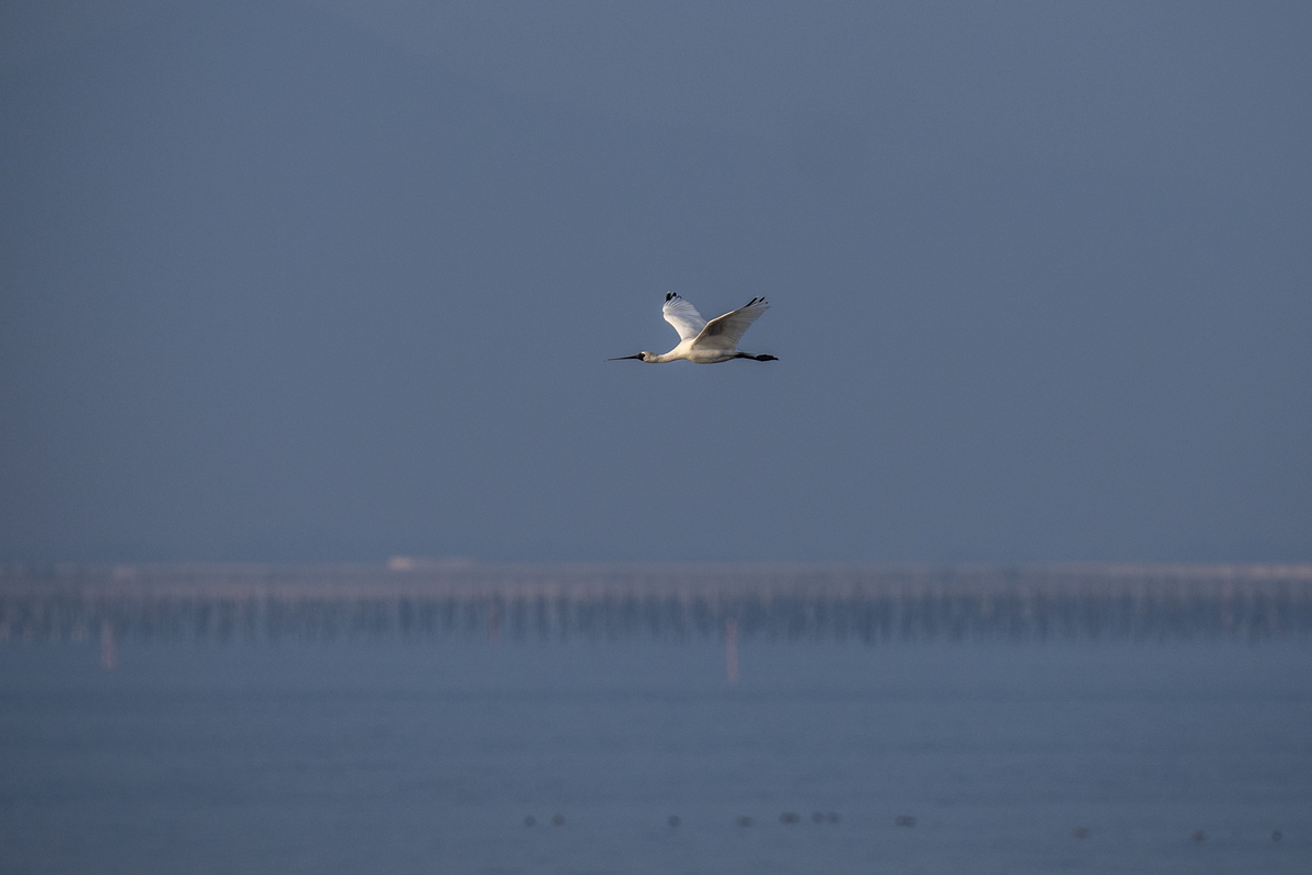 f:id:battorisassa:20211108213220j:plain