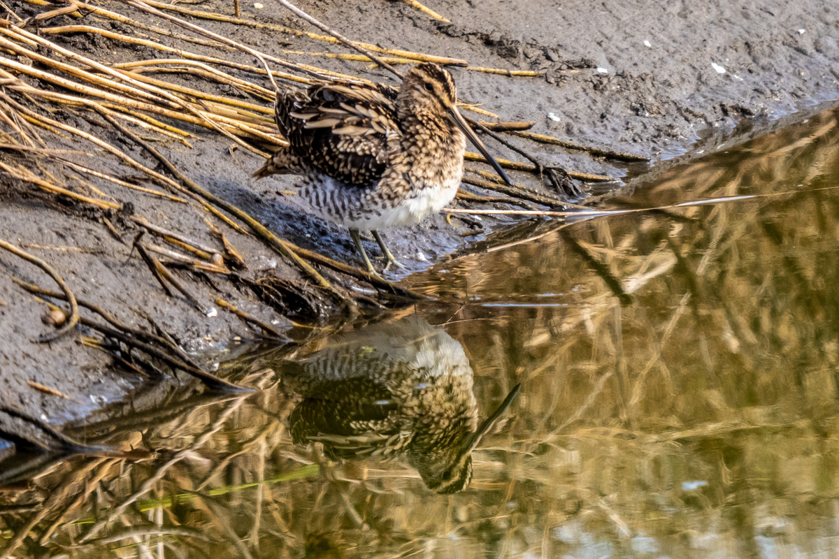 f:id:battorisassa:20211120211753j:plain