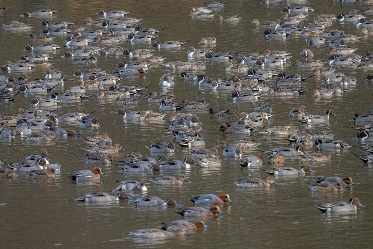 f:id:battorisassa:20220129141917j:plain