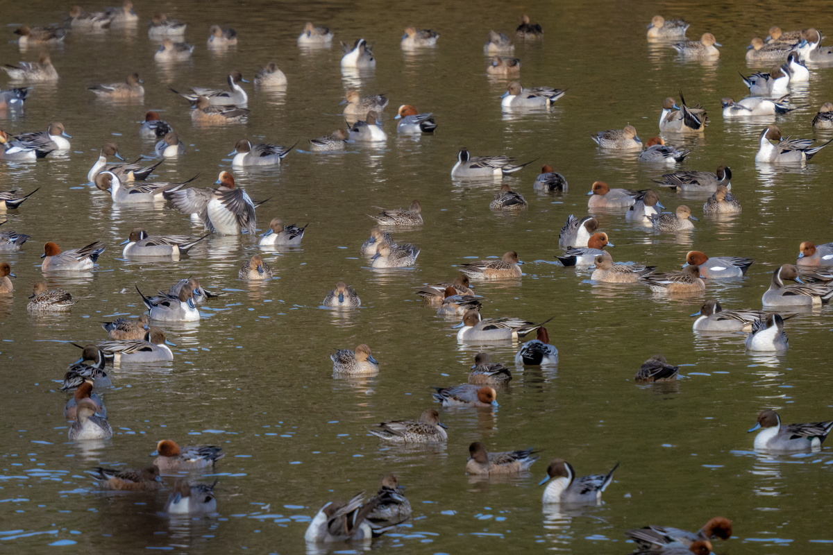 f:id:battorisassa:20220129141931j:plain