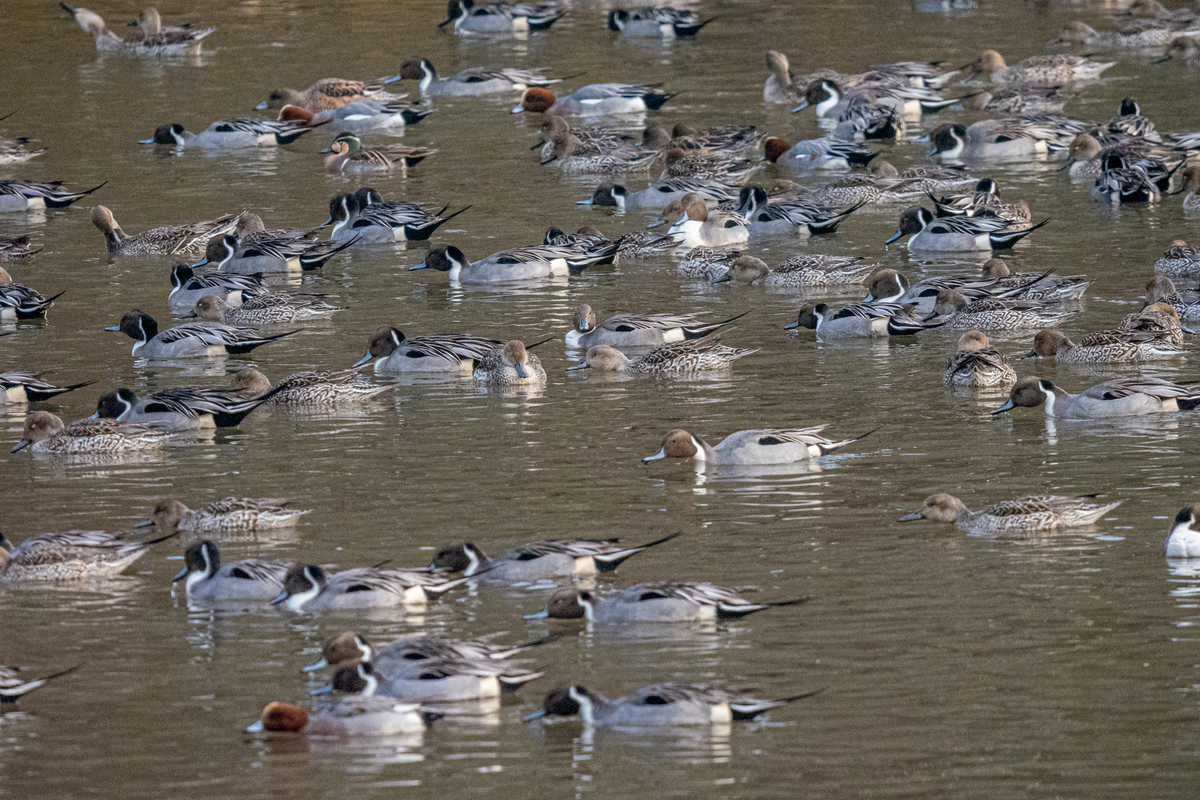 f:id:battorisassa:20220129141954j:plain