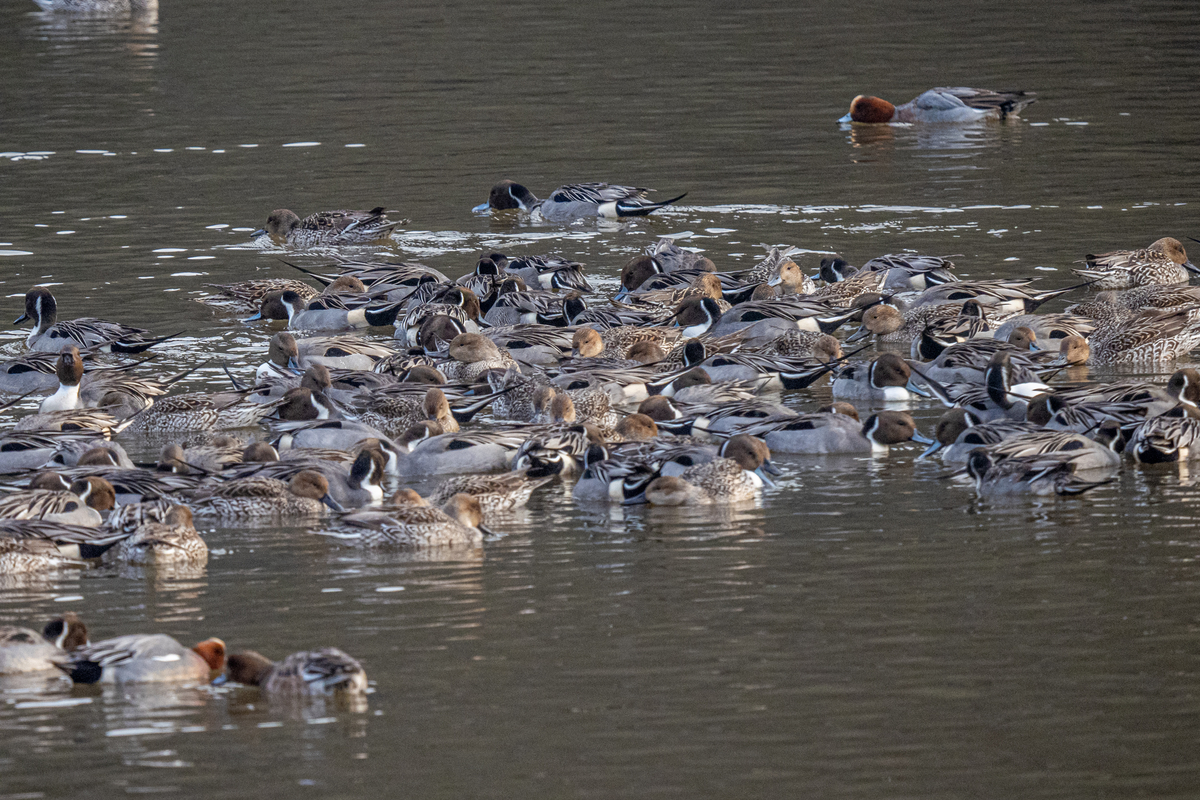 f:id:battorisassa:20220129142006j:plain