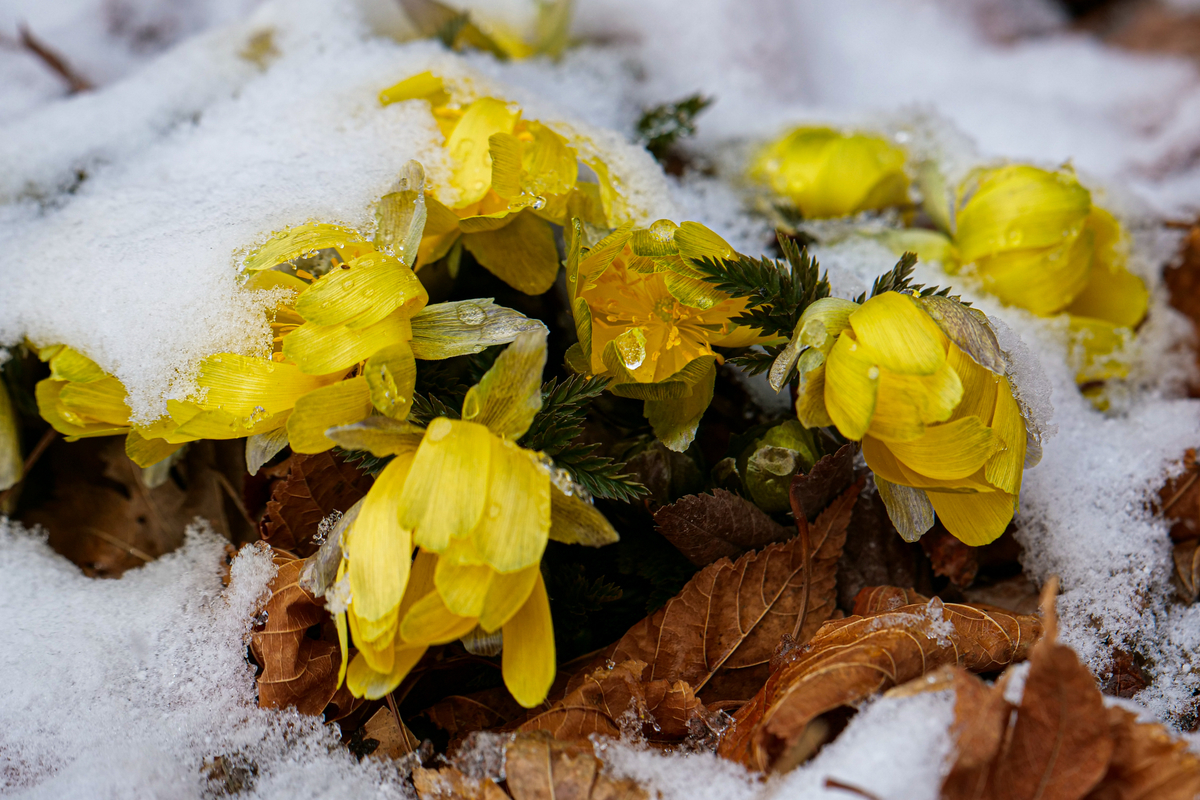 f:id:battorisassa:20220206062751j:plain