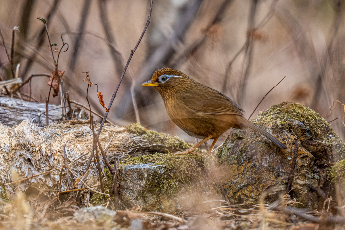 f:id:battorisassa:20220206074114j:plain