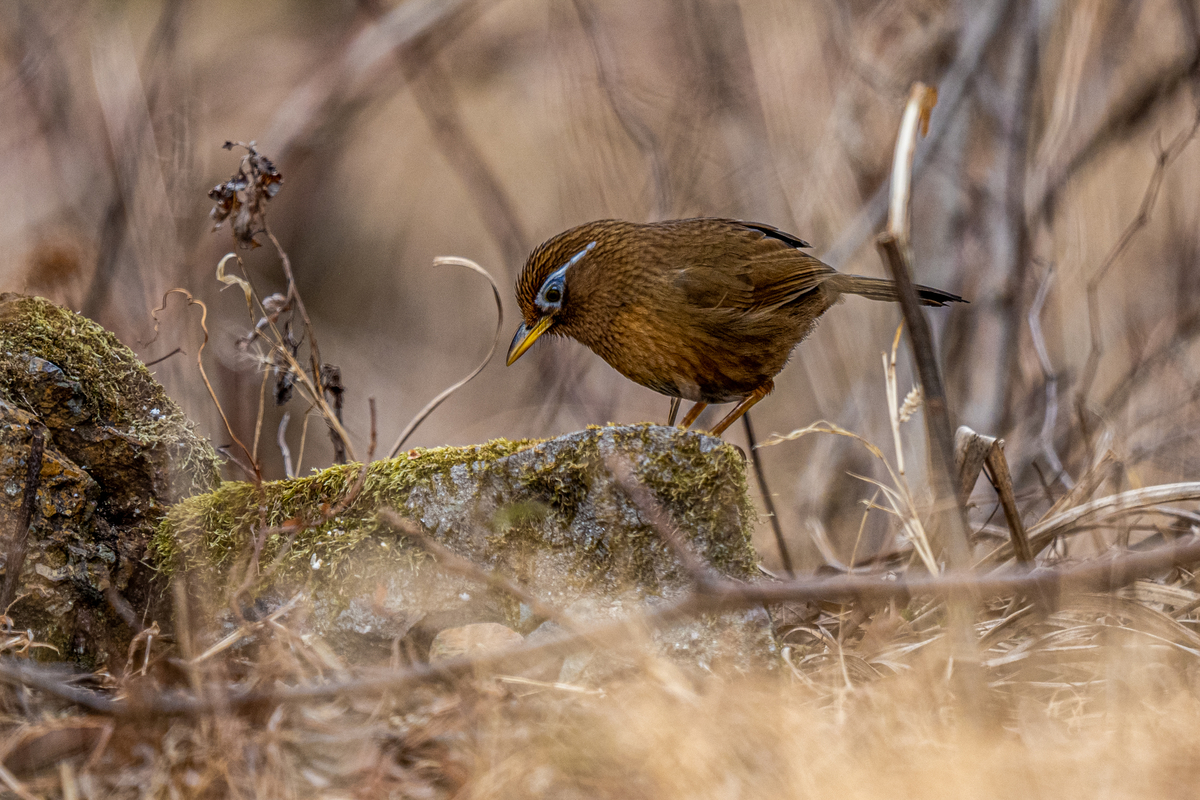 f:id:battorisassa:20220206074140j:plain