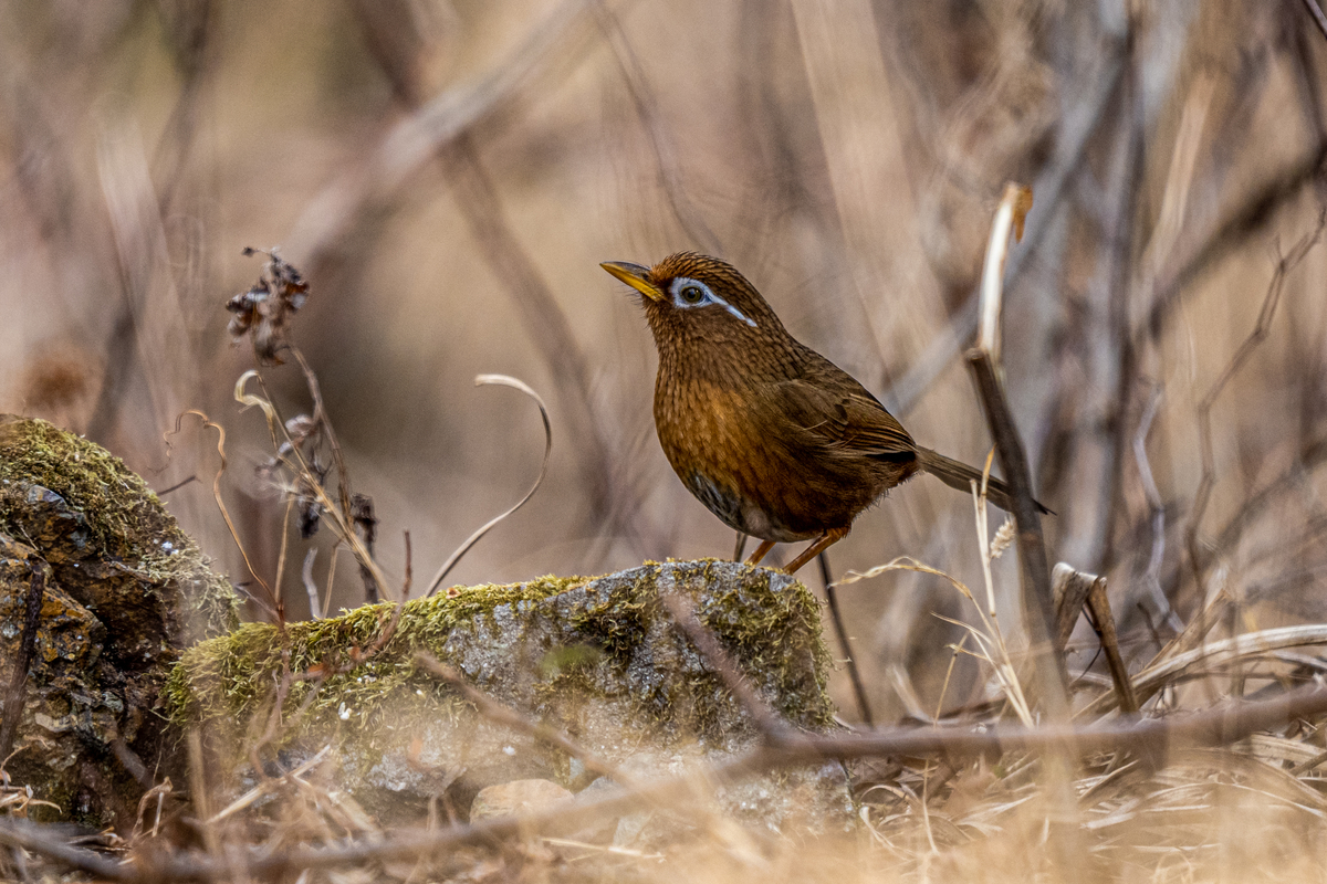 f:id:battorisassa:20220206074156j:plain