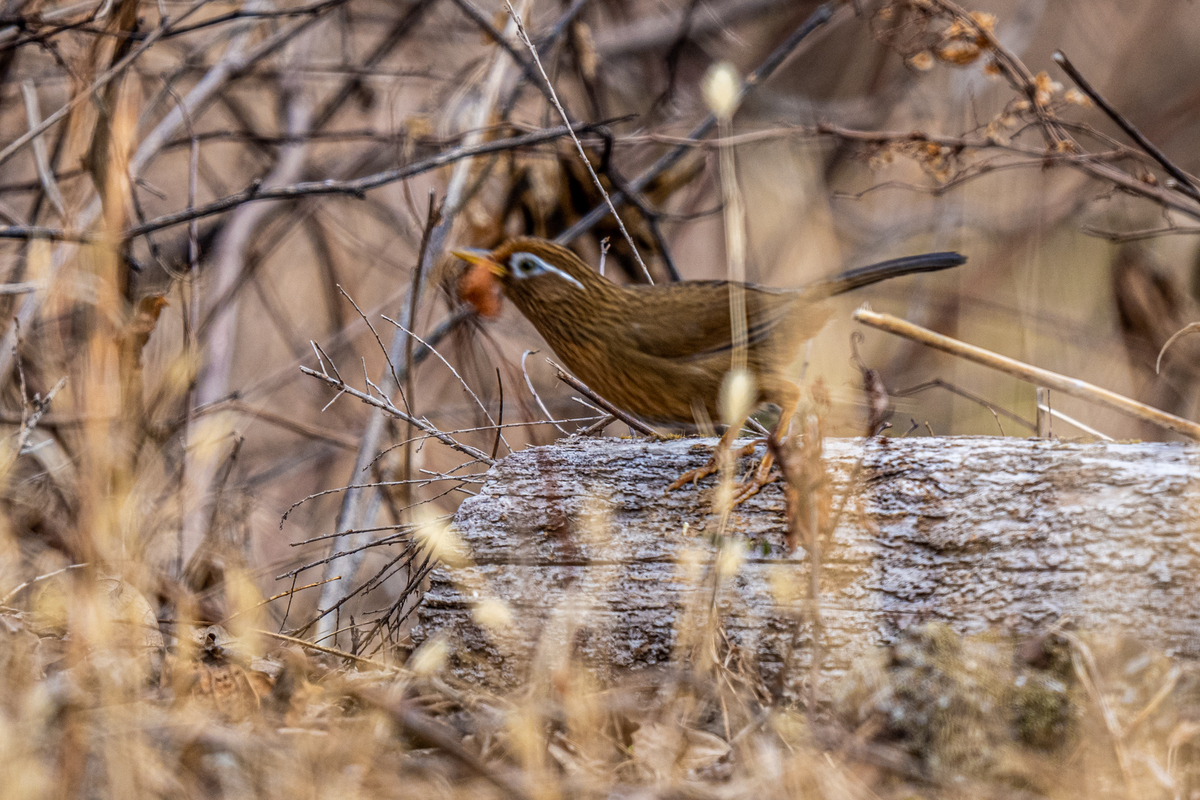 f:id:battorisassa:20220206074229j:plain