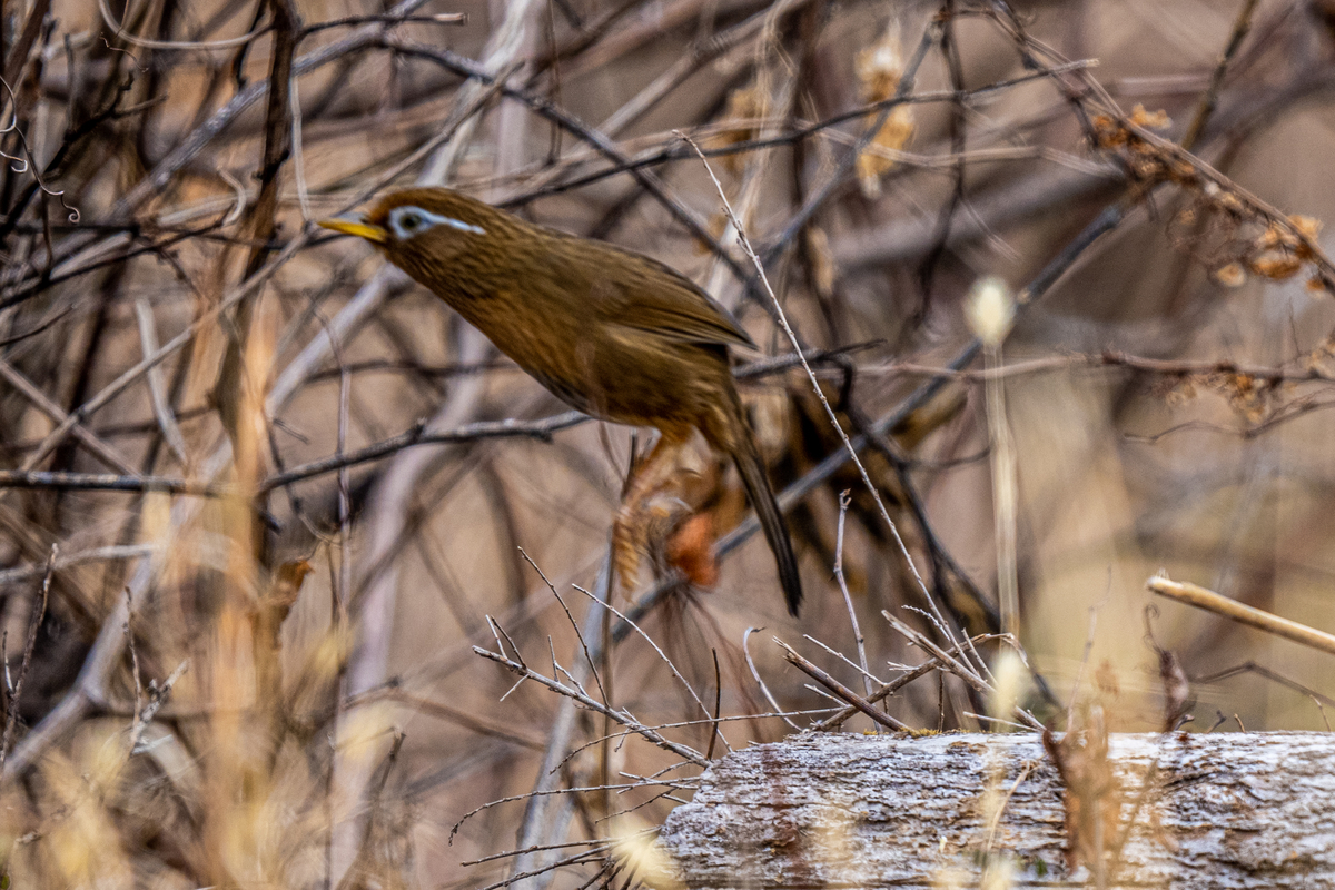 f:id:battorisassa:20220206074248j:plain