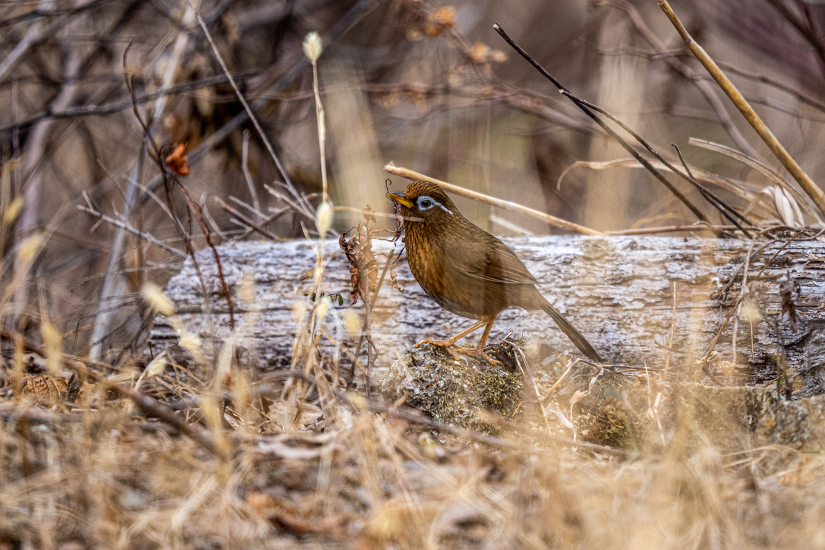 f:id:battorisassa:20220206075544j:plain