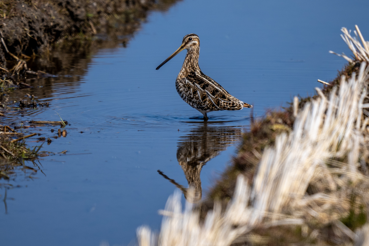 f:id:battorisassa:20220226180428j:plain