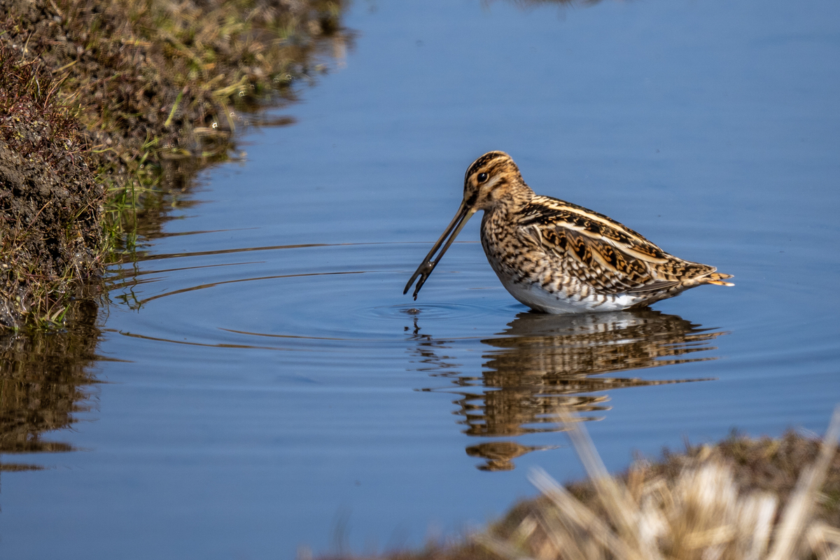 f:id:battorisassa:20220226180443j:plain