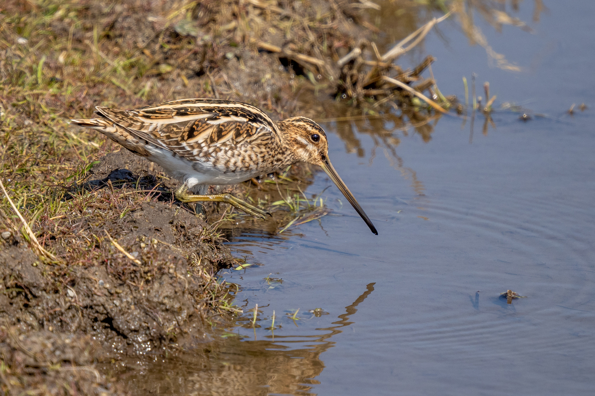 f:id:battorisassa:20220226180456j:plain