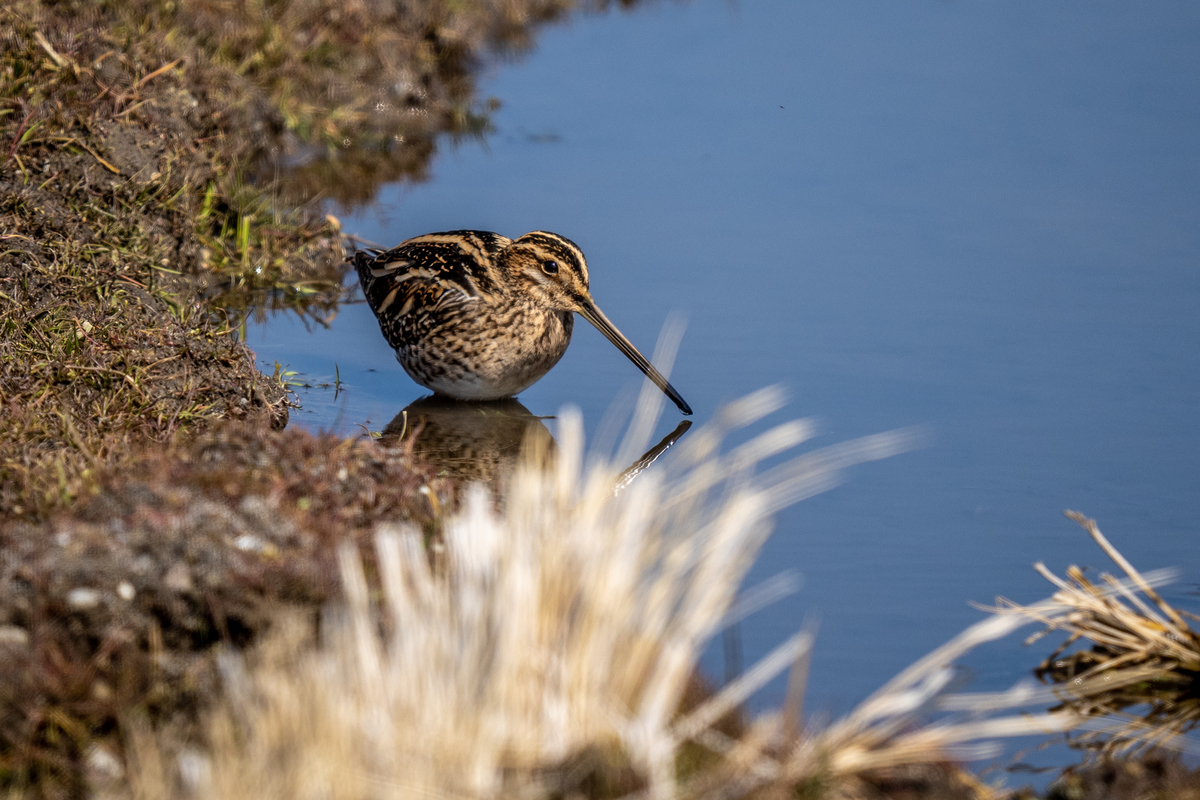 f:id:battorisassa:20220226180511j:plain