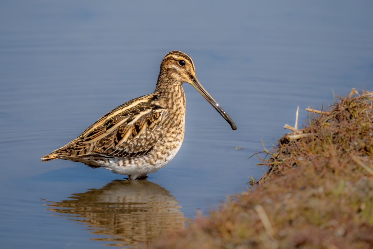 f:id:battorisassa:20220226180538j:plain