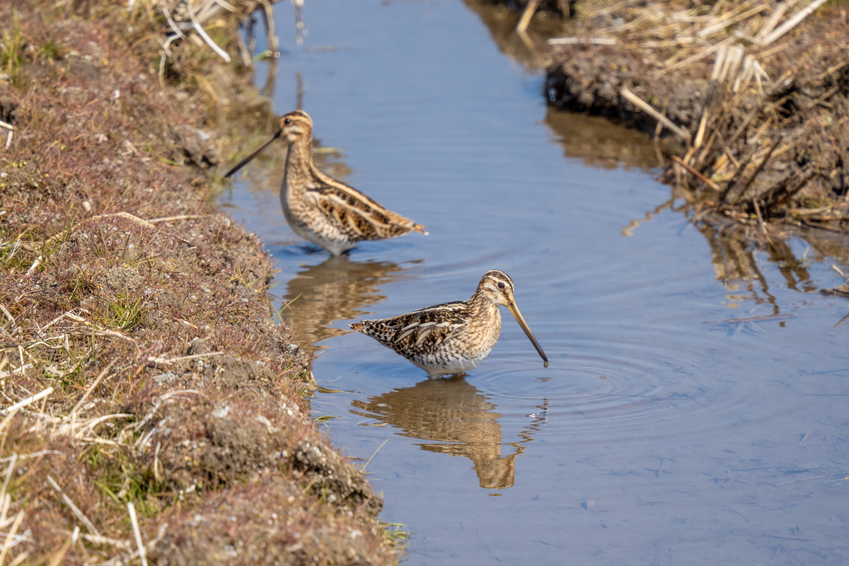 f:id:battorisassa:20220226180551j:plain