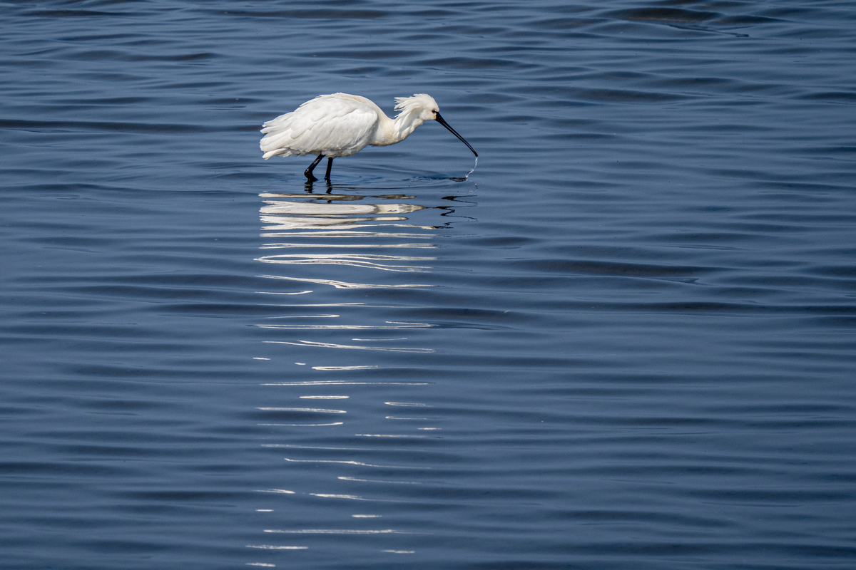 f:id:battorisassa:20220227210952j:plain