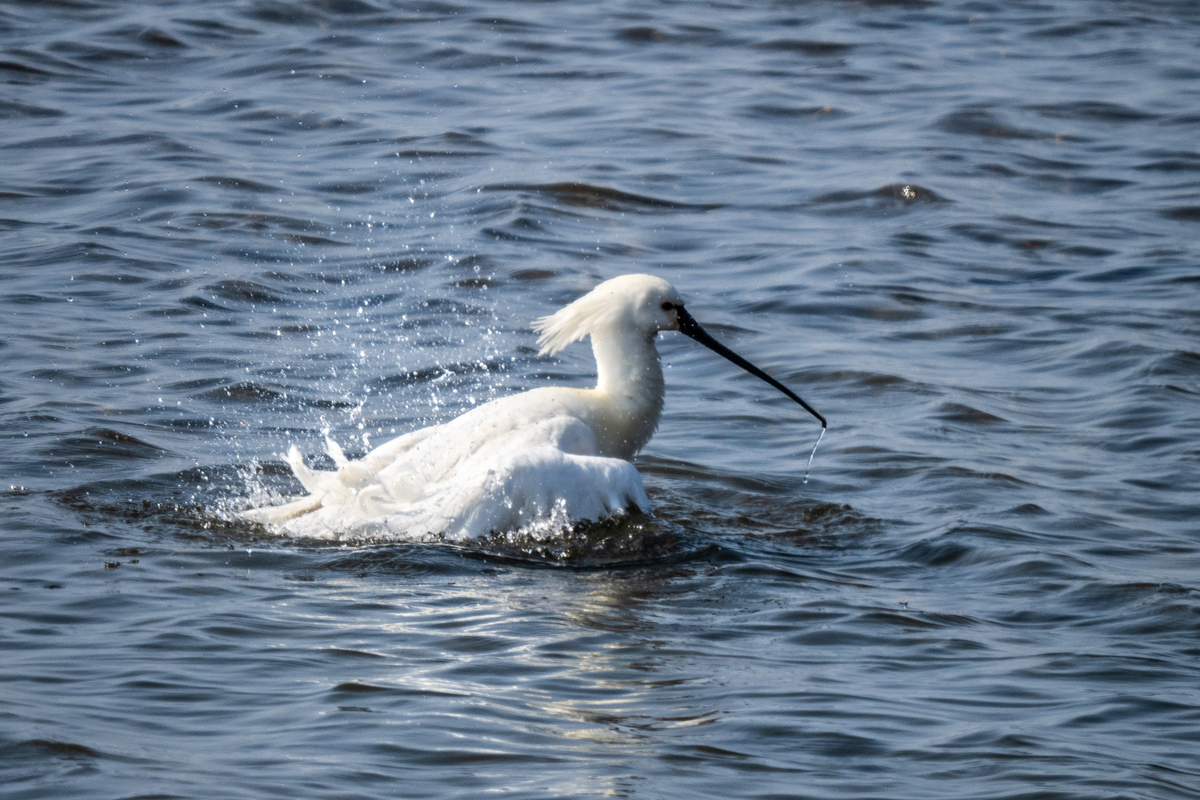 f:id:battorisassa:20220227211019j:plain