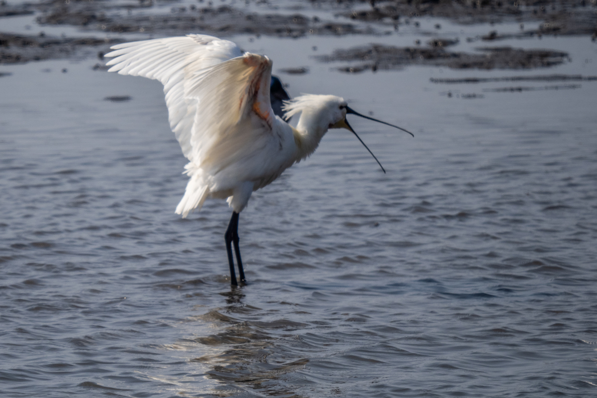 f:id:battorisassa:20220227211032j:plain