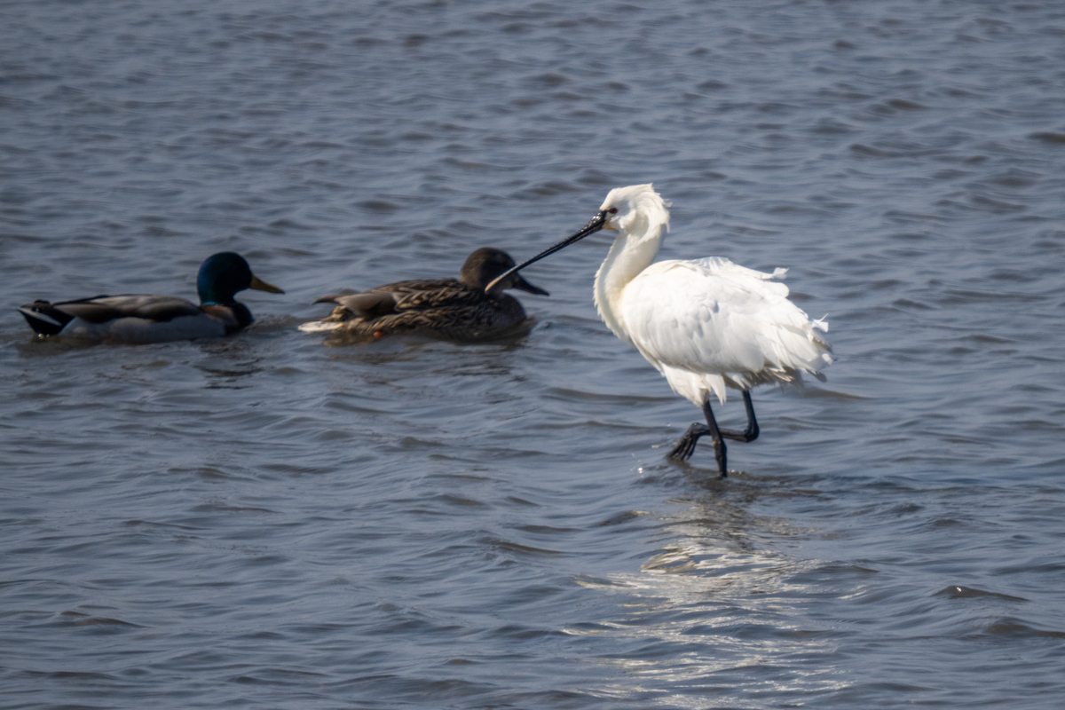 f:id:battorisassa:20220227211102j:plain