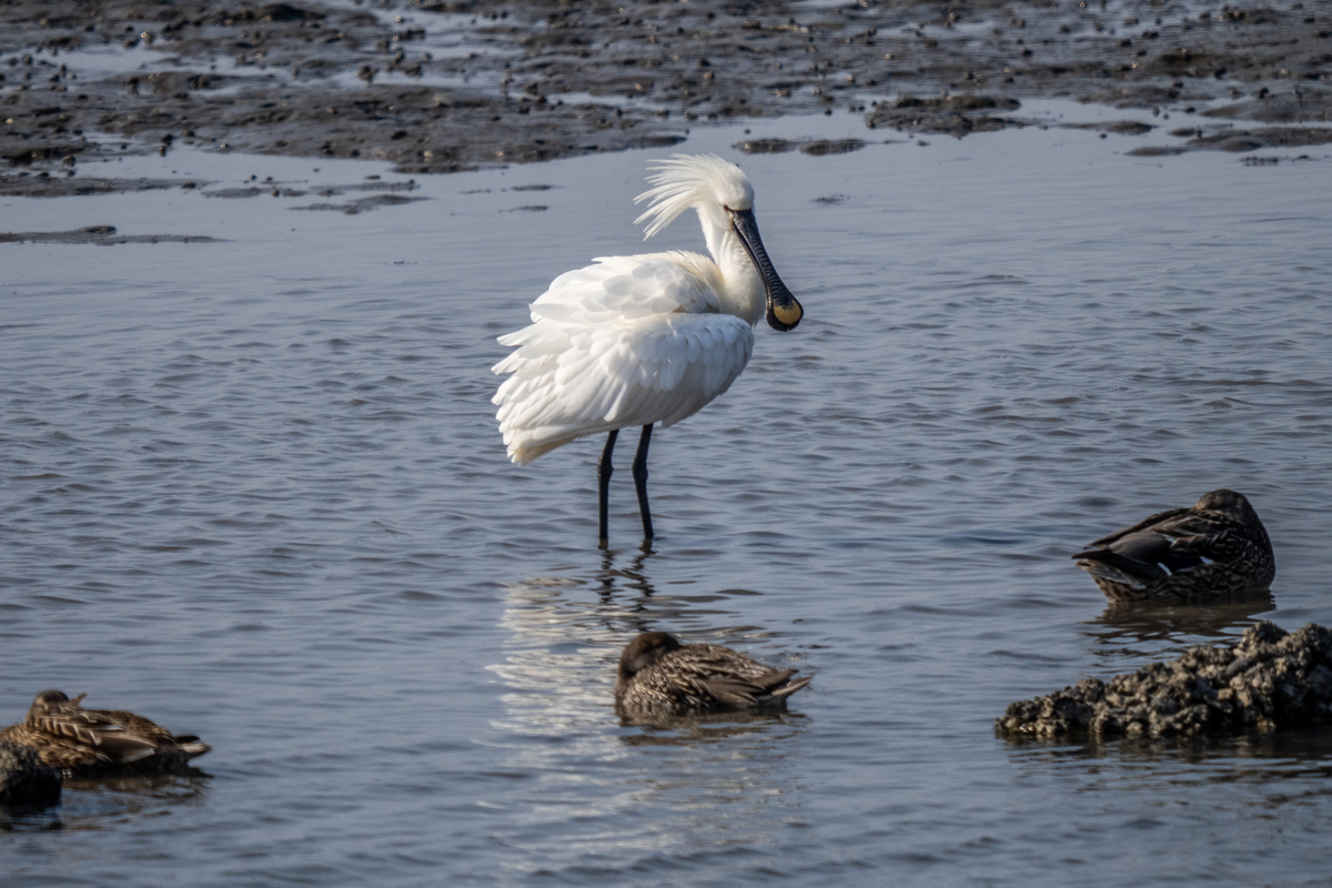 f:id:battorisassa:20220227211142j:plain