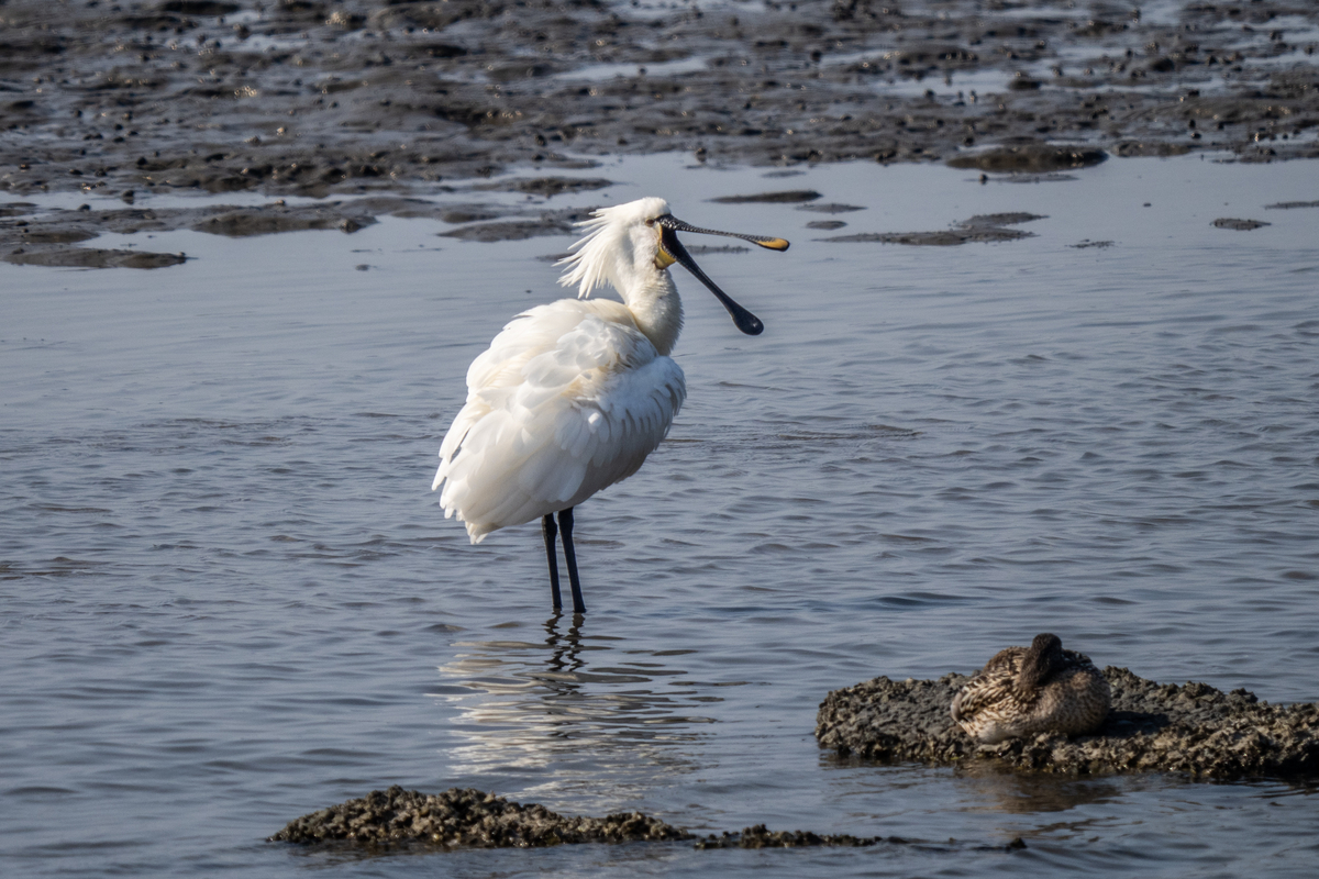 f:id:battorisassa:20220227211220j:plain