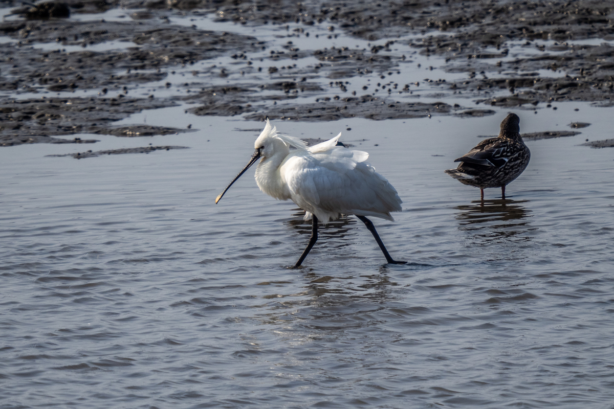 f:id:battorisassa:20220227211231j:plain